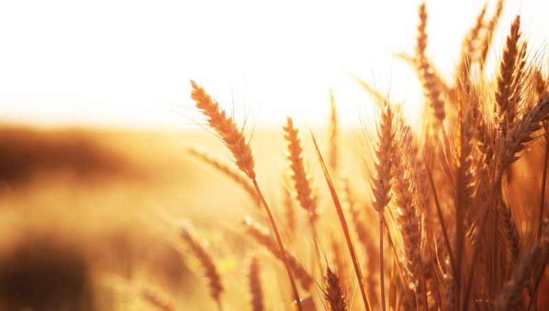 Goldene Weizenähren leuchten im sanften Sonnenlicht eines späten Nachmittags.