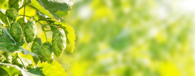 Grüne Hopfenzapfen hängen an einer Pflanze im sonnigen Licht.