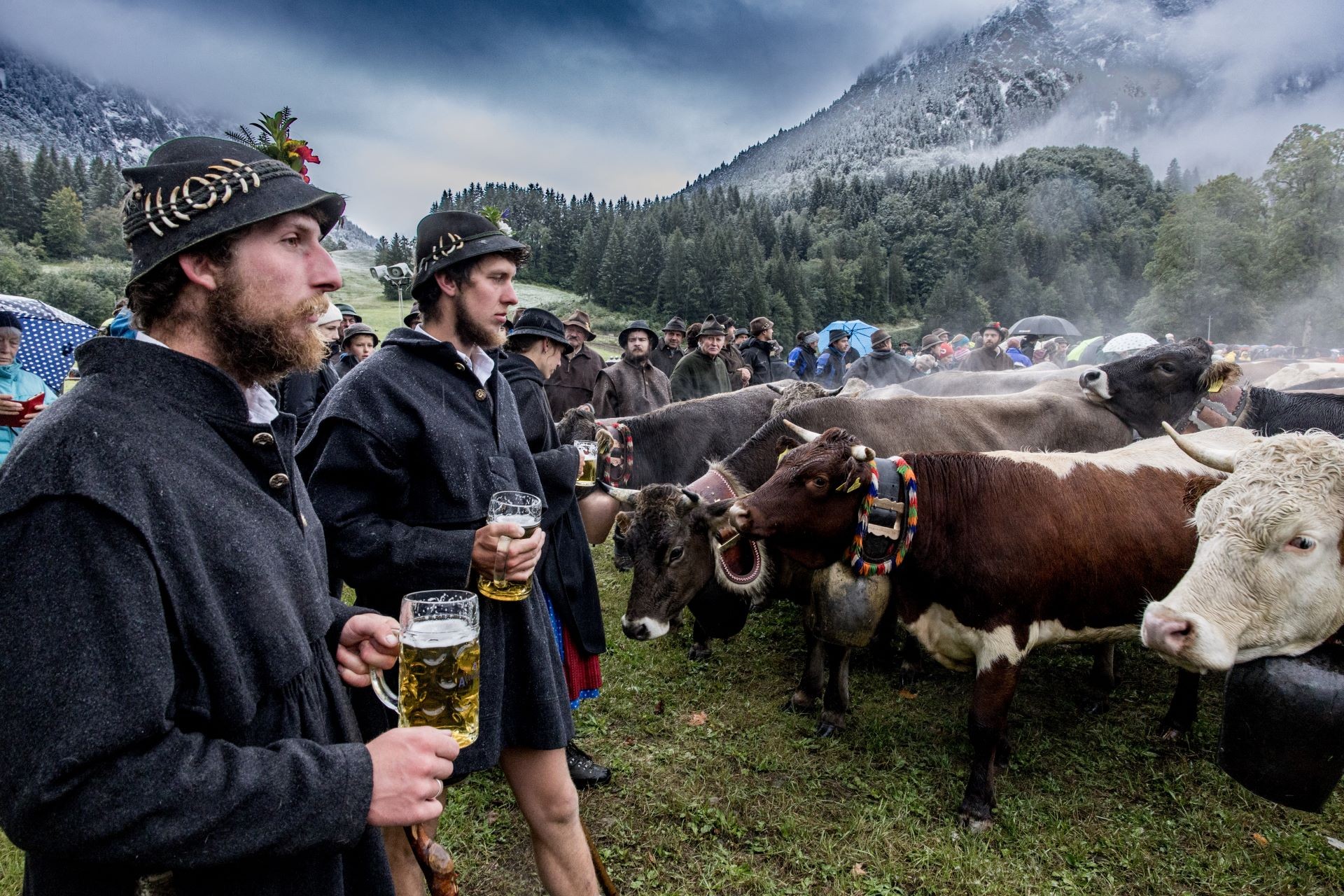 Zwei Männer in traditioneller Kleidung halten Biergläser neben Kühen unter bewölktem Himmel.