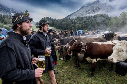 Zwei Männer in traditioneller Kleidung halten Biergläser neben Kühen unter bewölktem Himmel.